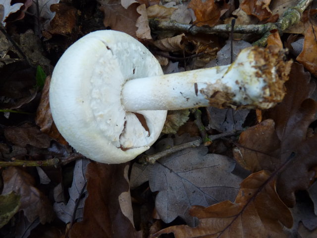 Agaric anisé des bois - Agaricus silvicola (2)