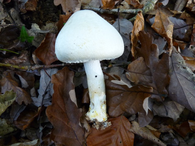 Agaric anisé des bois - Agaricus silvicola