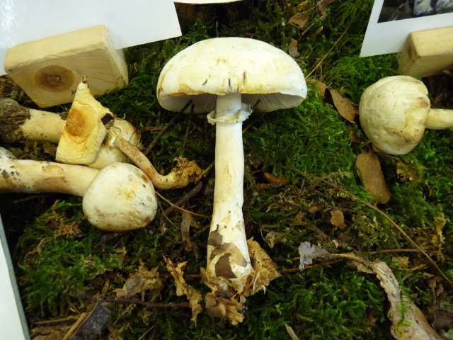 Agaric des bois - Agaricus silvicola (2)