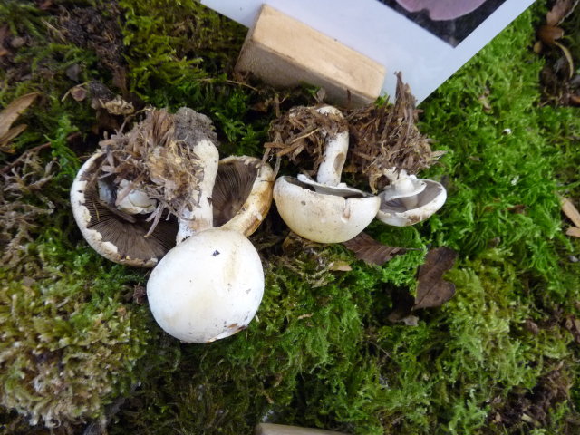 Agaric des bois - Agaricus silvicola