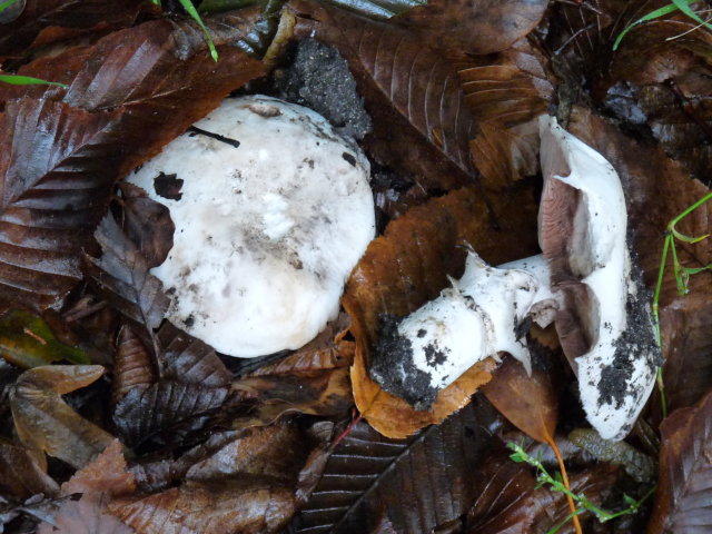 Agaric des trottoirs - Agaricus bitorquis