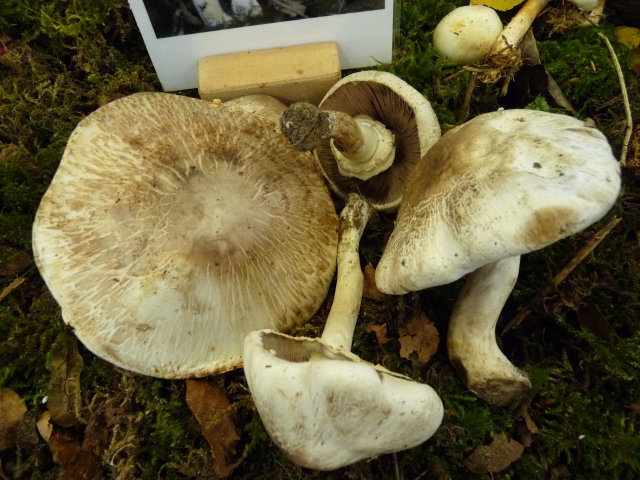 Agaric jaunissant - Agaricus xanthoderma (2)