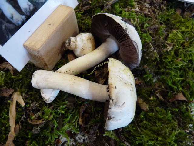 Agaric jaunissant - Agaricus xanthoderma