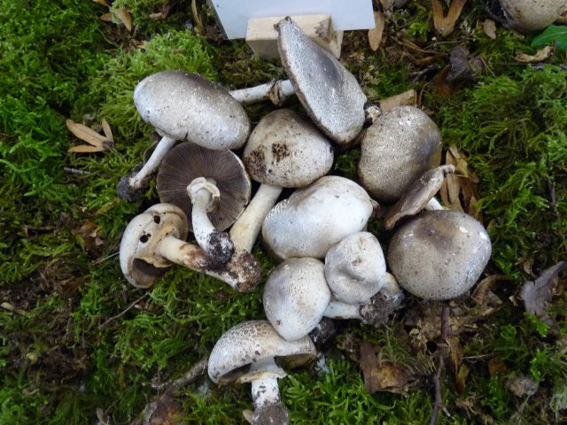 Agaric jaunissant (var pintade) - Agaricus praeclaresquamosus