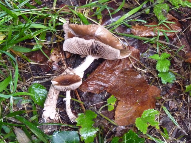 Agrocybe brunneola