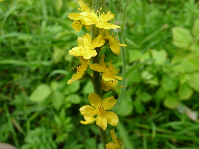 Aigremoine eupatoire - Agrimonia eupatoria