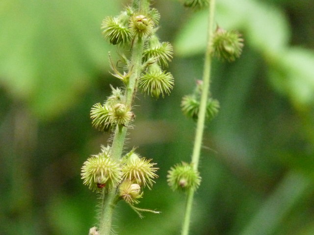 Aigremoine odorante - Agrimonia procera