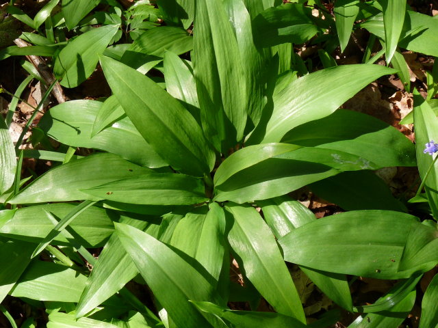 Ail des ours - Allium ursinum