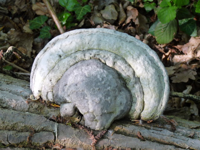 Amadouvier _ Fomes fomentarius