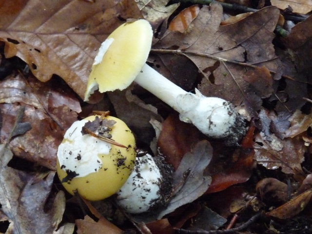 Amanite citrine - Amanita citrina