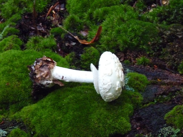 Amanite citrine - Amanita citrina (2)