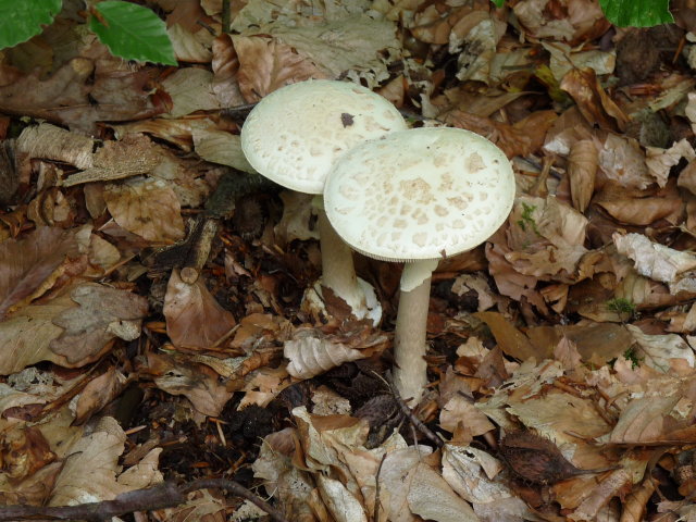 Amanite citrine - Amanita citrina (3)