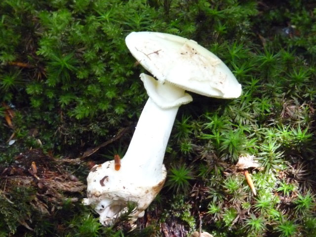 Amanite citrine - Amanita citrina (4)