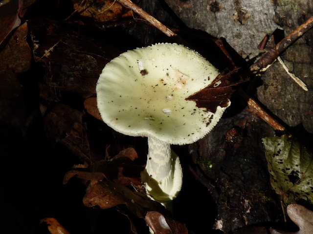 Amanite citrine - Amanita citrina (5)