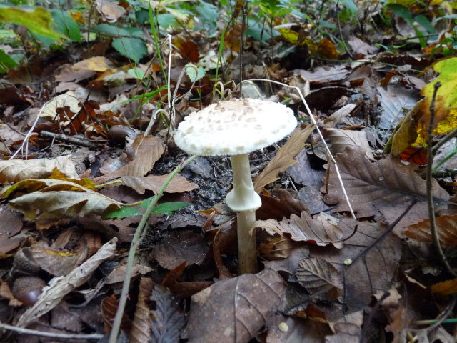 Amanite citrine -Amanita citrina