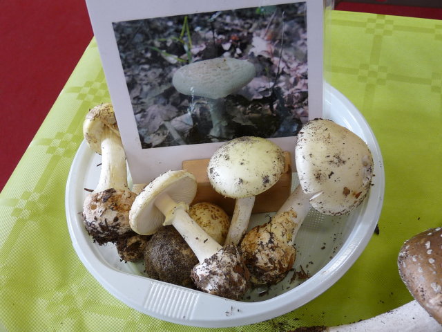 Amanite citrine - Amanita citrina