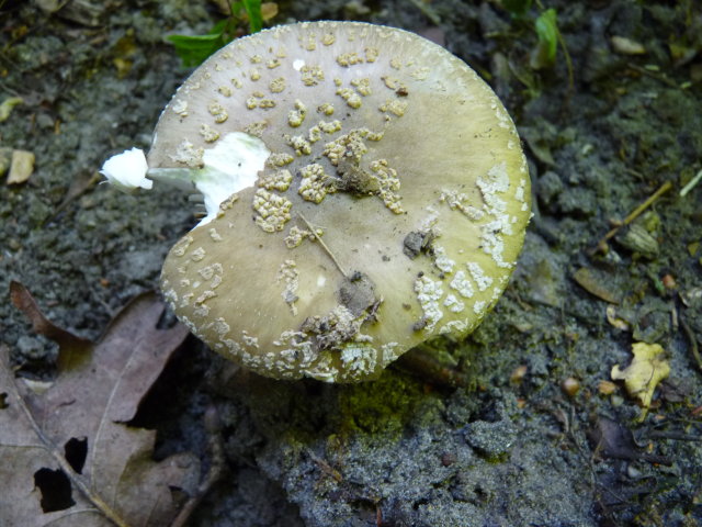 Amanite épaisse - Amanita spissa