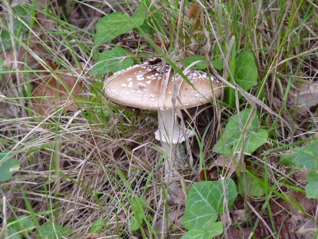 Amanite panthère - Amanita pantherina