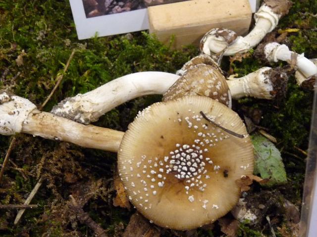 Amanite panthère - Amanita pantherina (2)