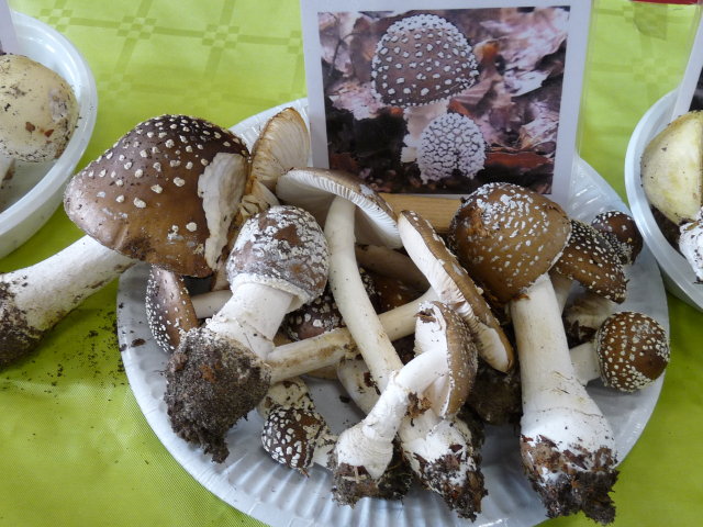 Amanite panthère - Amanita pantherina