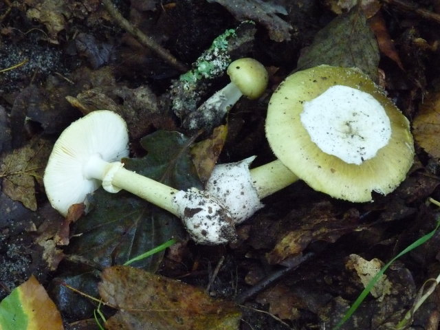 Amanite phalloïde - Amanita phalloides (2)