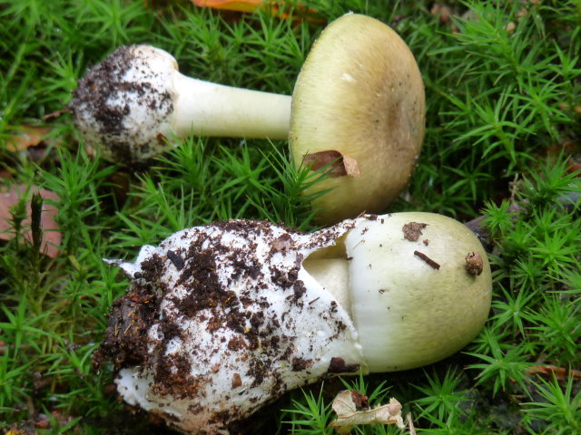 Amanite phalloide - Amanita phalloides