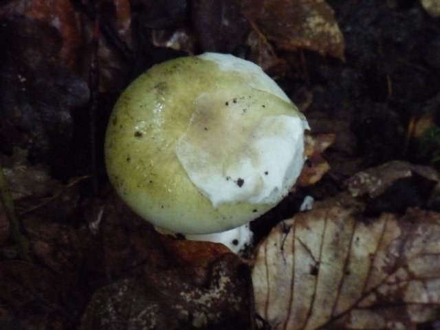 Amanite phalloïde - Amanita phalloides