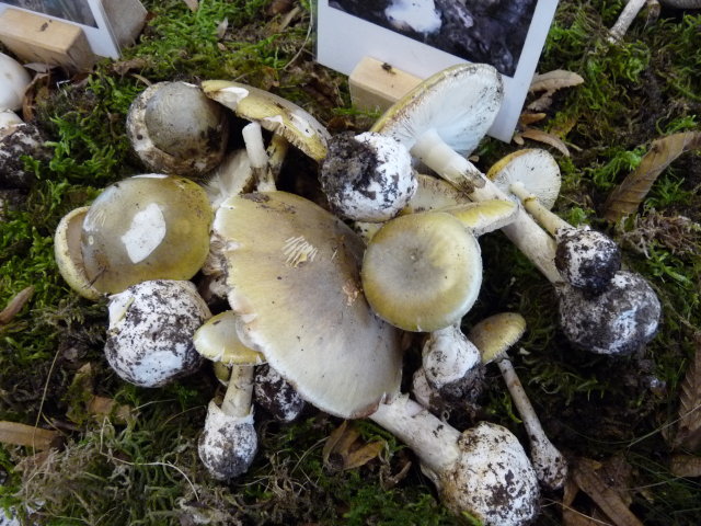 Amanite phalloïde - Amanita phalloides