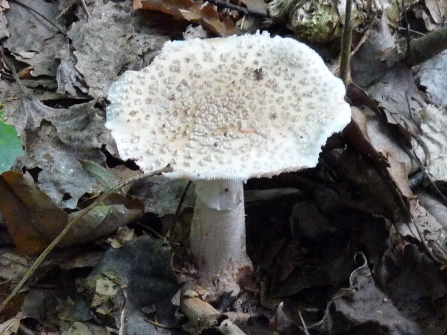 Amanite rougissante -  Amanita rubescens