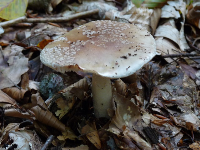 Amanite rougissante - Amanita rubescens (2)