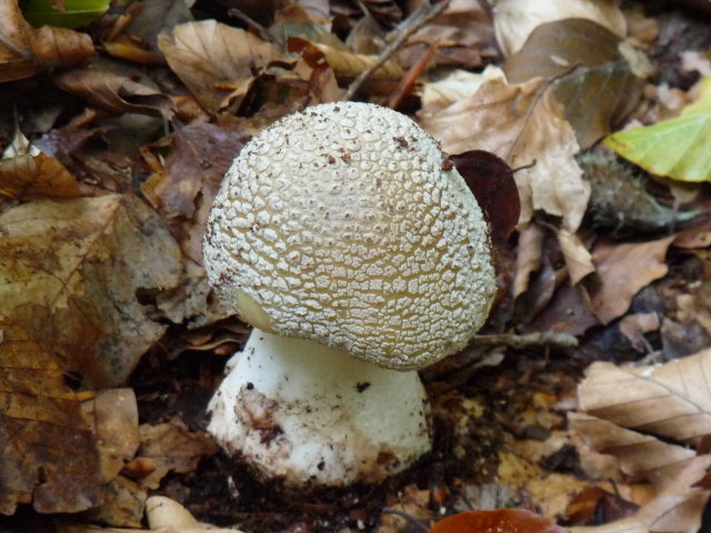 Amanite rougissante - Amanita rubescens (3)