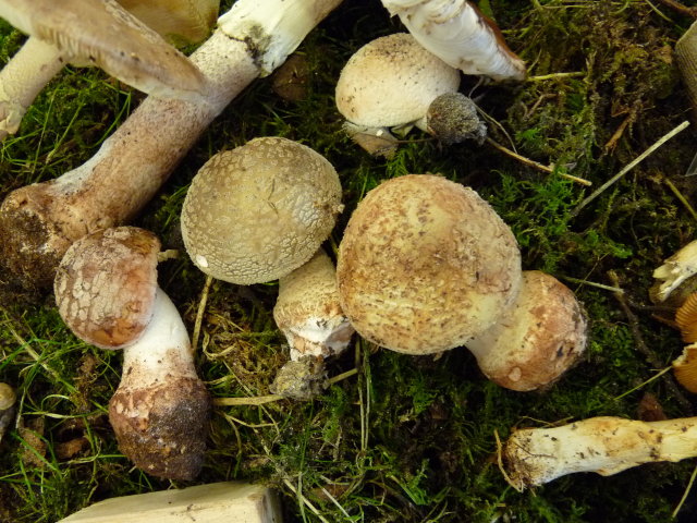 Amanite rougissante - Amanita rubescens (3)