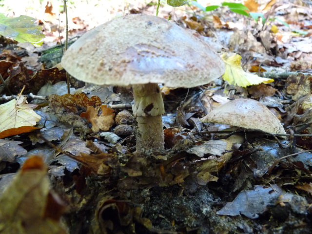 Amanite rougissante - Amanita rubescens (4)