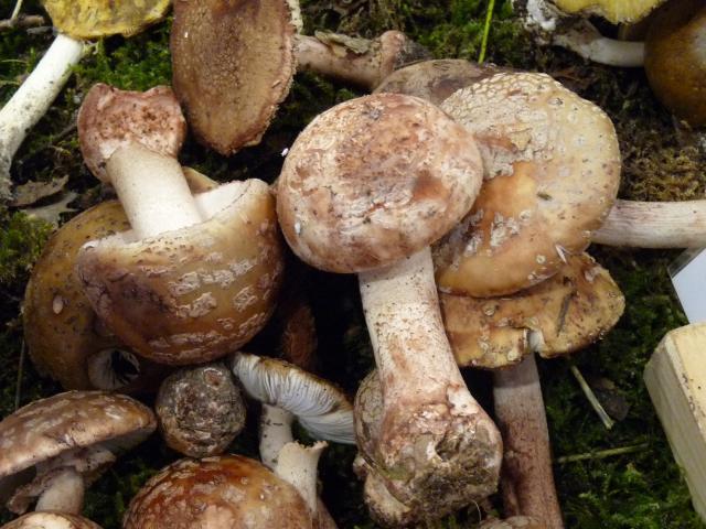 Amanite rougissante - Amanita rubescens (4)