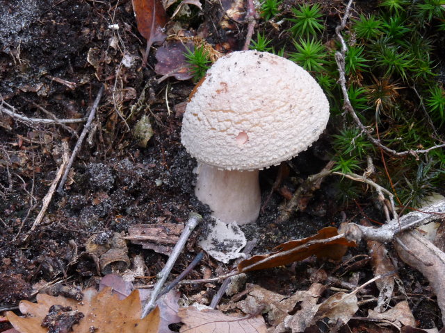 Amanite rougissante - Amanita rubescens (5)