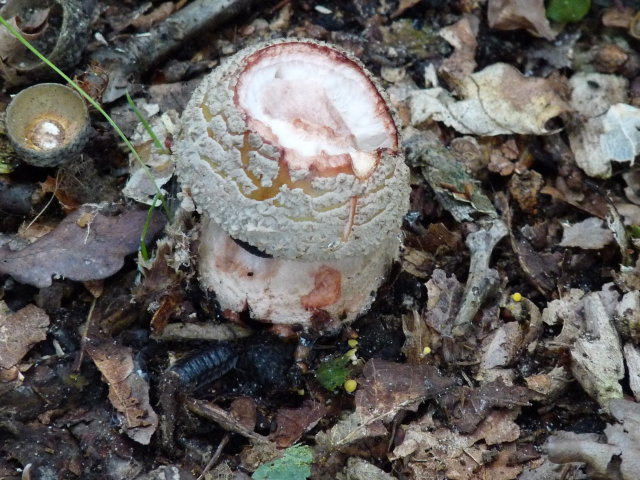 Amanite rougissante - Amanita rubescens (6)