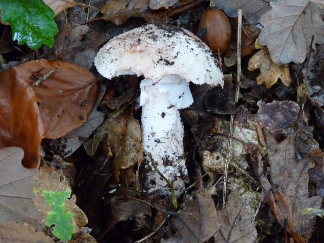 Amanite rougissante - Amanita rubescens (7)