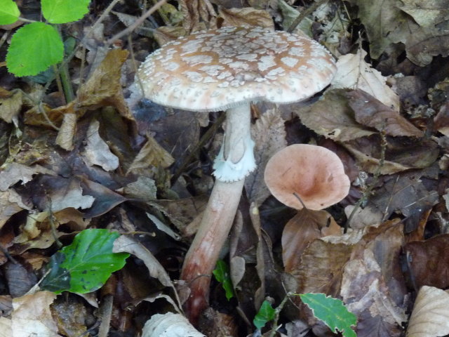 Amanite rougissante - Amanita rubescens