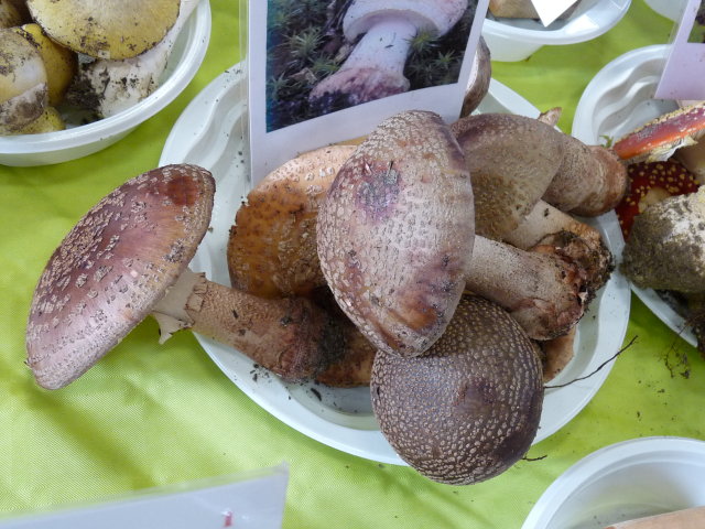 Amanite rougissante - Amanita rubescens