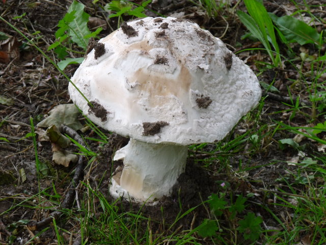 Amanite solitaire - Amanita strobiliformis