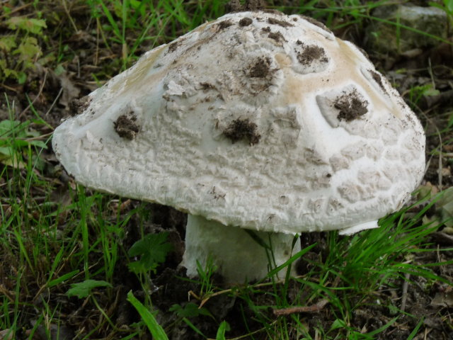 Amanite solitaire - Amanita strobiliformis (2)