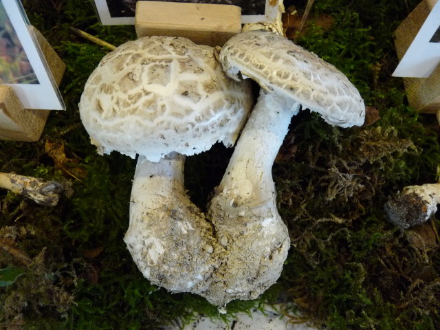 Amanite solitaire - Amanita strobiliformis (2)