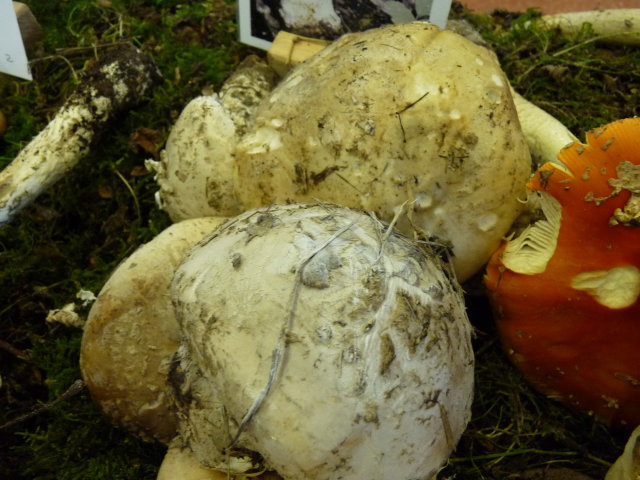 Amanite solitaire - Amanita Strobiliformis (3)