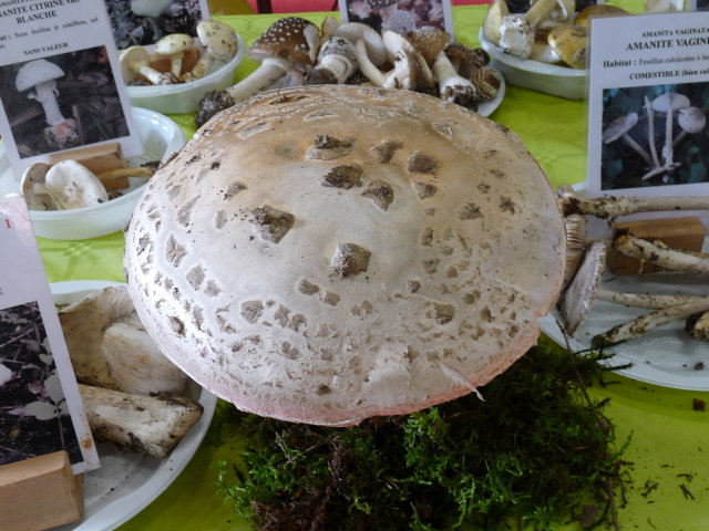 Amanite solitaire - Amanita strobiliformis