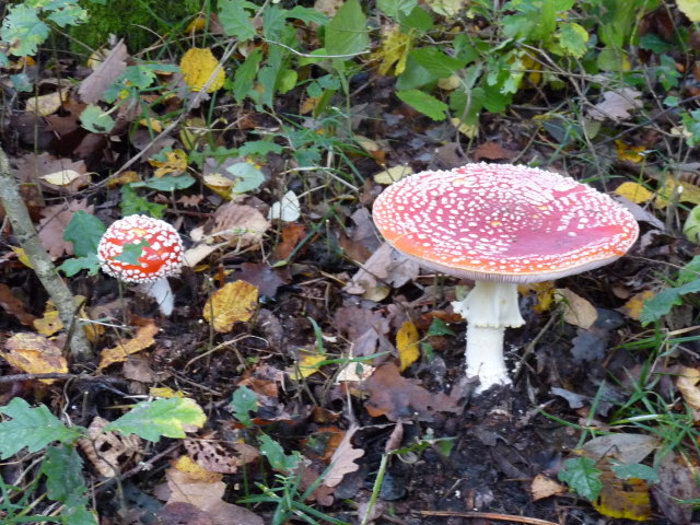 Amanite tue-mouche - Amanita muscaria (2)