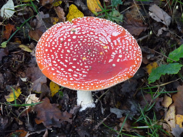 Amanite tue-mouche - Amanita muscaria (3)