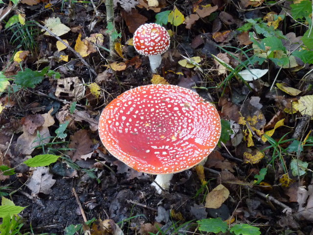 Amanite tue-mouche - Amanita muscaria