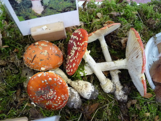 Amanite tue-mouches - Amanita muscaria (2)