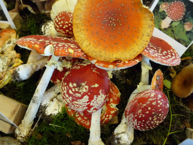 Amanite tue-mouches - Amanita muscaria (3)