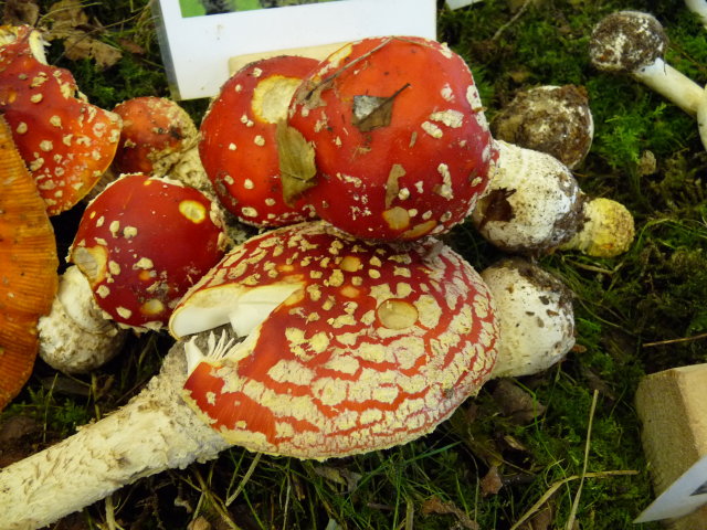 Amanite tue-mouches - Amanita muscaria (4)